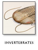 Invertebrates